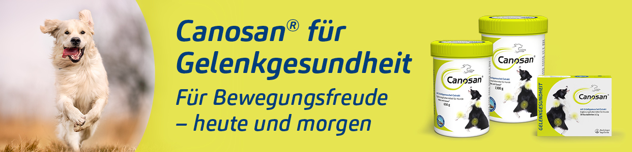 Bannerbild